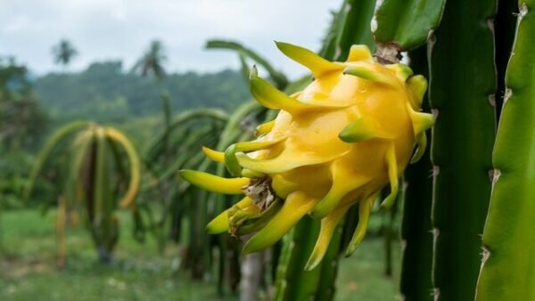 Yellow Dragon/Pitaya Fruit Grafted Live Fruit Plant(Height 1-2 Feet) - Image 3