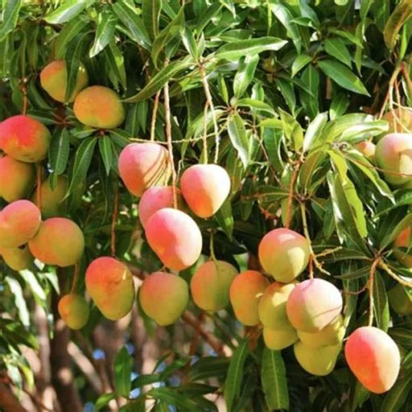 Bari 4 Mango/ Bari Fresh Mango Aam Grafted Live Fruit Plant(height 1.5-3Feet) - Image 3