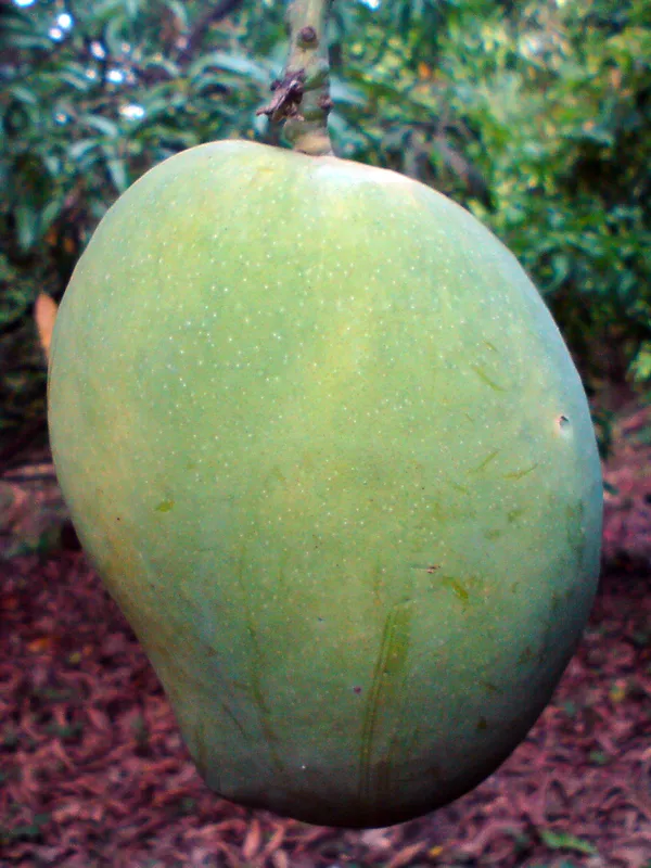 Thai 4 Kg Mango/Giant Ma Aam Grafted Live Fruit Plant(Height 1.5-3 Feet)