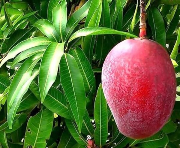 Red Palmer Mango Grafted Live Fruit Plant (Height 1.5-3 Feet) - Image 2