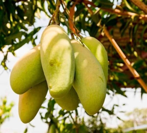 Thai Qujai Mango/Variety Of Thai Kujai Mango Aam Grafted Live Fruit Plant(Height 1.5-3 Feet)