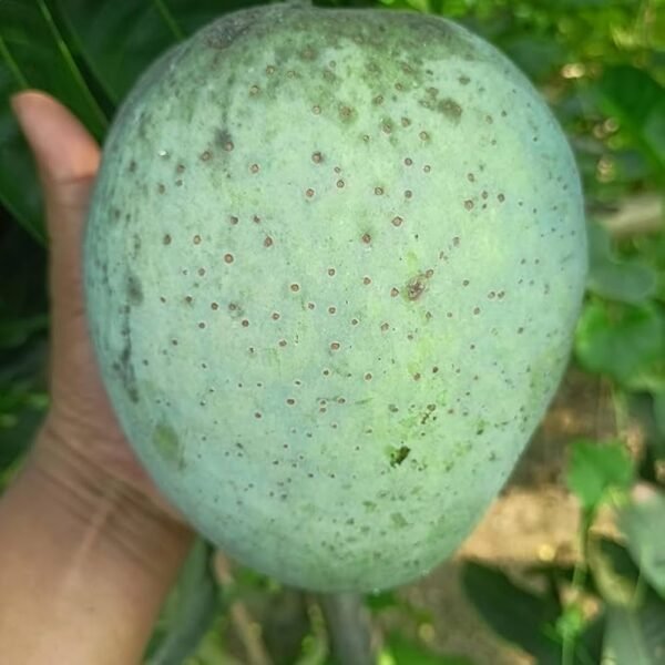 Thai 4 Kg Mango/Giant Ma Aam Grafted Live Fruit Plant(Height 1.5-3 Feet) - Image 4