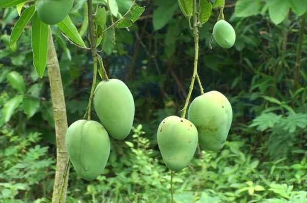 Bari 11 All Time Mango Grafted Live Fruit Plant(Height 1.5-3 Feet) - Image 2