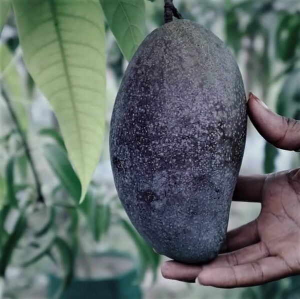 Black Stone Mango Aam Grafted Live Fruit Plant(Height 1.5-3 Feet) - Image 3