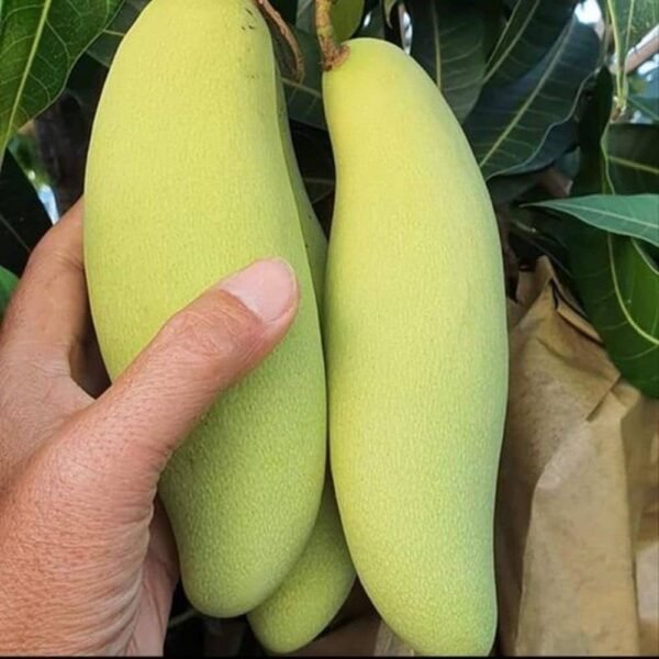 Three Test Mango Flavour Fusion Aam Grafted Live Fruit Plant(Height 1.5-3 Feet) - Image 4