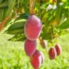 Taiwan Red Mango Grafted Live Fruit Plant (Height 1.5-3 Feet) - Image 3