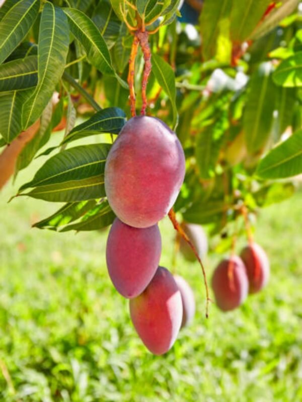 Taiwan Red Mango Grafted Live Fruit Plant (Height 1.5-3 Feet) - Image 3