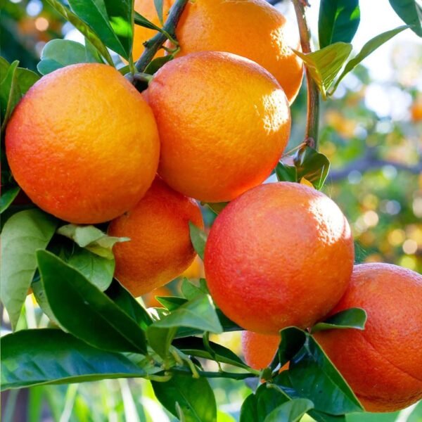 Blood Orange Santra Grafted Live Fruit Plant (Height 1.5 to 2 feet) - Image 2