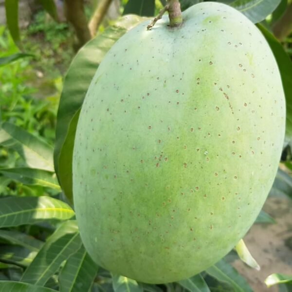Thai 4 Kg Mango/Giant Ma Aam Grafted Live Fruit Plant(Height 1.5-3 Feet) - Image 2