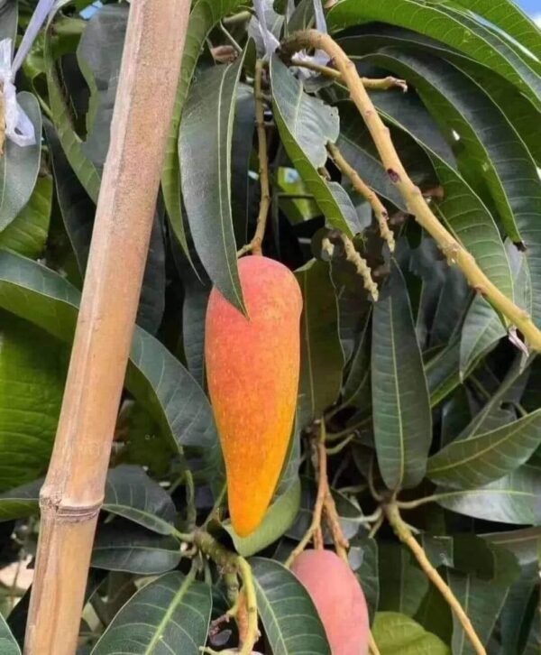 Chili Mango Grafted Live Fruit Plant(Height 1.5-3 Feet) - Image 2