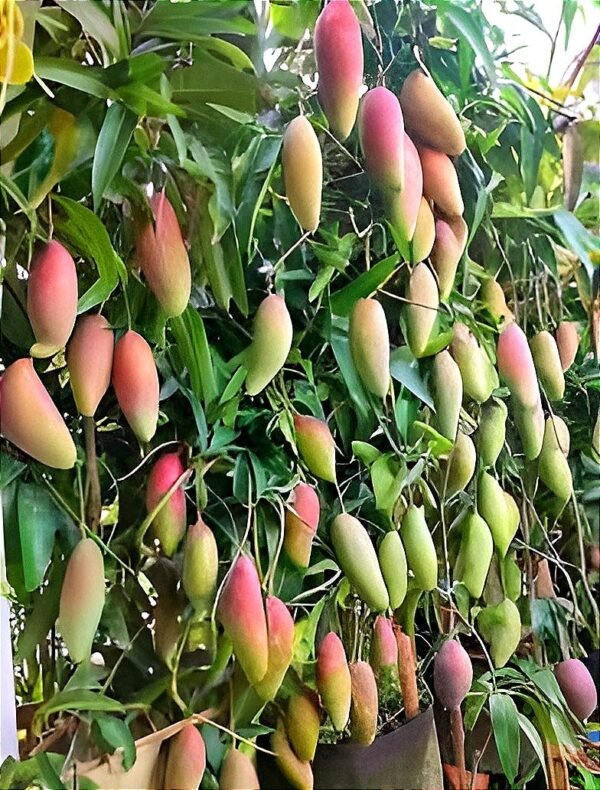 Chili Mango Grafted Live Fruit Plant(Height 1.5-3 Feet) - Image 3