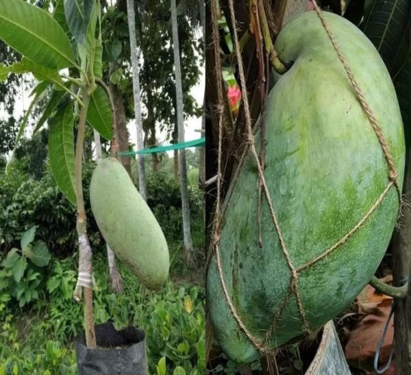 Brunai King Of Mango Fresh Aam Grafted Live Fruit Plant(Height 1.5-3 Feet) - Image 2