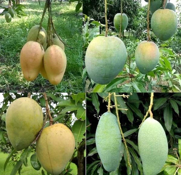 Bari 11 All Time Mango Grafted Live Fruit Plant(Height 1.5-3 Feet) - Image 4