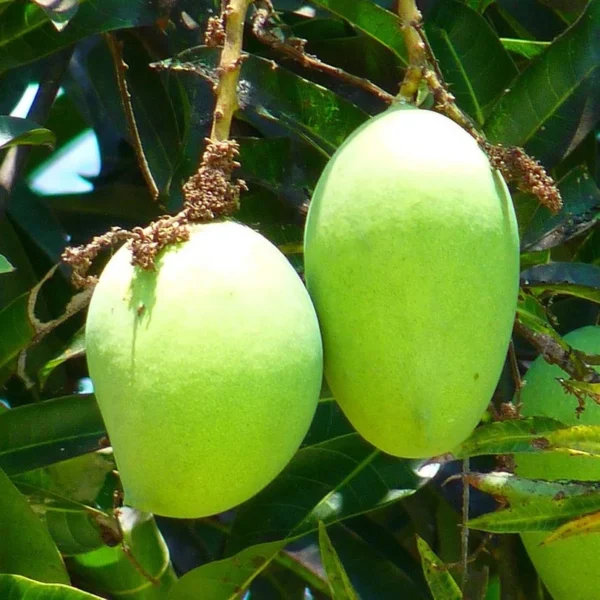 Bari 11 All Time Mango Grafted Live Fruit Plant(Height 1.5-3 Feet) - Image 3