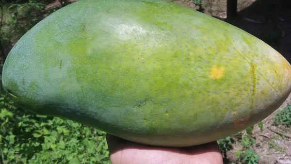 Brunai King Of Mango Fresh Aam Grafted Live Fruit Plant(Height 1.5-3 Feet) - Image 3