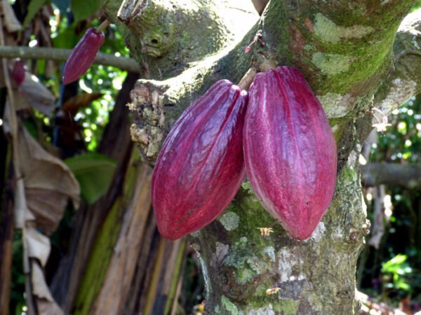 Coco Plant/Cocoa Fruit Plant (Chocolate Tree)Grafted Live Fruit Plant (Height 1.5-3 Feet) - Image 3