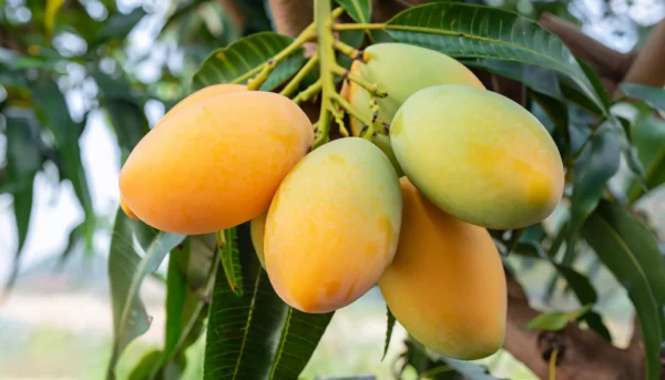 Mallika Mango Queen of Juice Aam Grafted Live Fruit Plant(Height 1.5-3 Feet) - Image 3