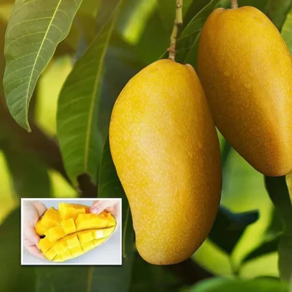 Langra Mango Heritage Of Royal Aam Grafted Live Fruit Plant(height 1.5-3 Feet)