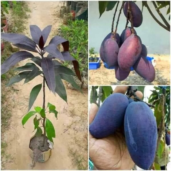 Kasturi Mango Wild Aroma Rasa Aam Grafted Live Fruit Plant(Height 1.5-3 Feet) - Image 2