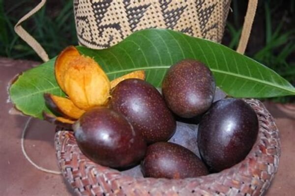Kasturi Mango Wild Aroma Rasa Aam Grafted Live Fruit Plant(Height 1.5-3 Feet)