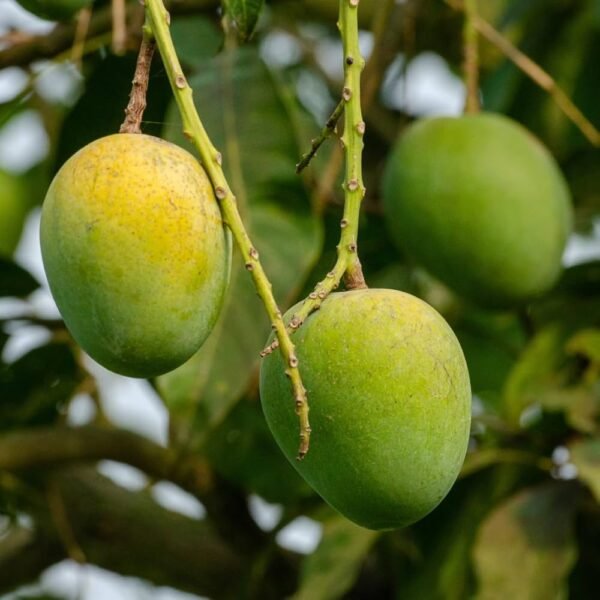Himsagar Mango Summer’s Crown Aam Grafted Live Fruit Plant(Height 1.5-3 Feet) - Image 2