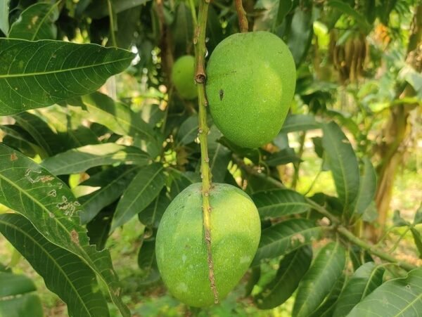 Himsagar Mango Summer’s Crown Aam Grafted Live Fruit Plant(Height 1.5-3 Feet) - Image 3
