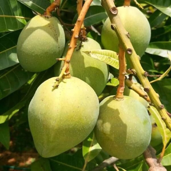 Himsagar Mango Summer’s Crown Aam Grafted Live Fruit Plant(Height 1.5-3 Feet) - Image 4