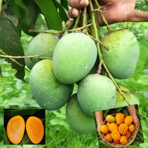 Himsagar Mango Summer’s Crown Aam Grafted Live Fruit Plant(Height 1.5-3 Feet)