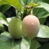 Kasturi Mango Wild Aroma Rasa Aam Grafted Live Fruit Plant(Height 1.5-3 Feet) - Image 3