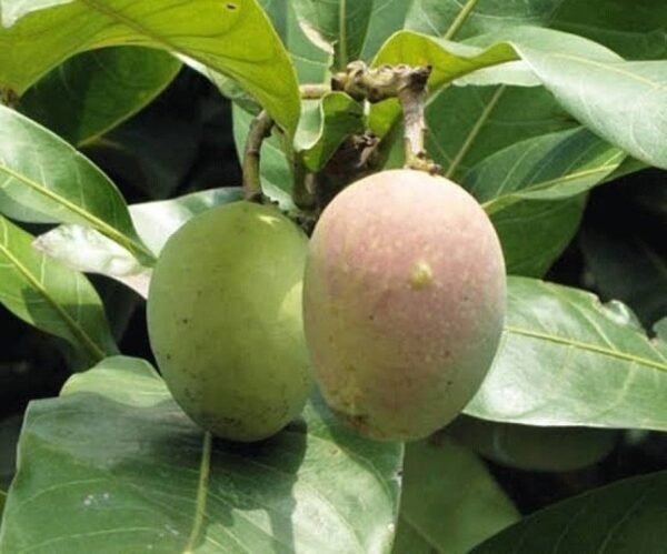 Kasturi Mango Wild Aroma Rasa Aam Grafted Live Fruit Plant(Height 1.5-3 Feet) - Image 3