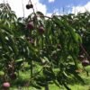 Apple Mango Rumani Aam Grafted Live Fruit Plant(Height 1.5-3Feet) - Image 4