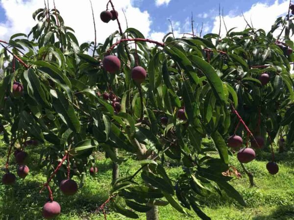 Apple Mango Rumani Aam Grafted Live Fruit Plant(Height 1.5-3Feet) - Image 4