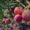 Apple Mango Rumani Aam Grafted Live Fruit Plant(Height 1.5-3Feet) - Image 2