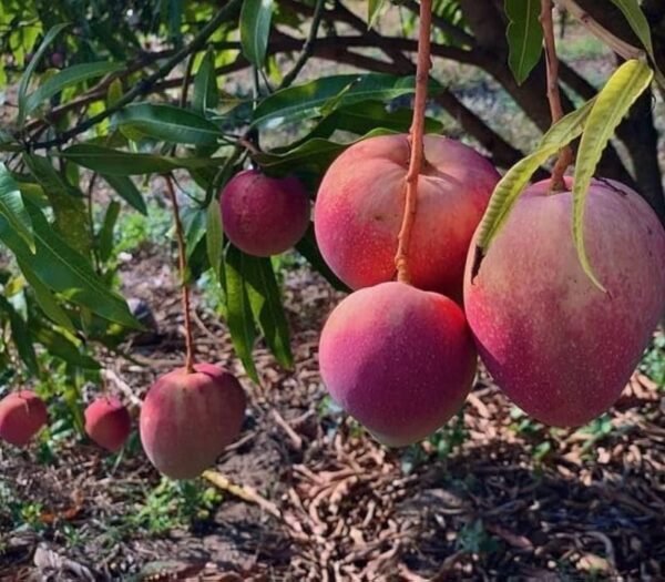 Apple Mango Rumani Aam Grafted Live Fruit Plant(Height 1.5-3Feet) - Image 2