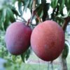 Apple Mango Rumani Aam Grafted Live Fruit Plant(Height 1.5-3Feet) - Image 3