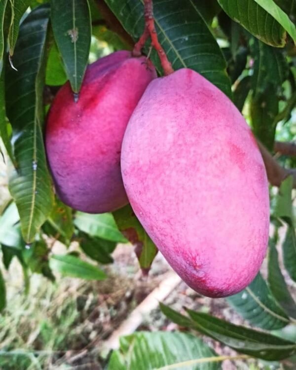 Austin Mango/ Osteen Aam Grafted Live Fruit Plant (Height 1.5-3 Feet) - Image 2