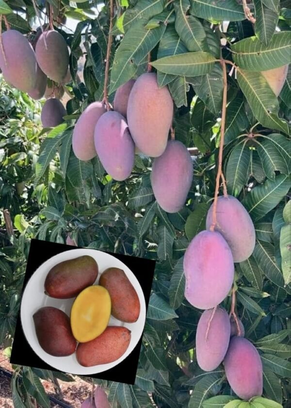 Austin Mango/ Osteen Aam Grafted Live Fruit Plant (Height 1.5-3 Feet)