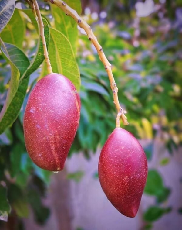 Austin Mango/ Osteen Aam Grafted Live Fruit Plant (Height 1.5-3 Feet) - Image 3