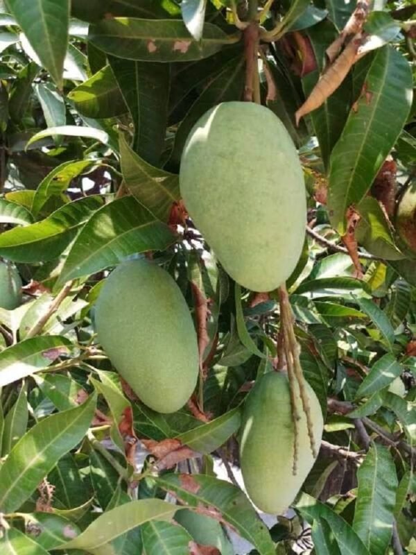 Honeydew Mango Sweet Bliss Aam Grafted Live Fruit Plant(Height 1.5-3 Feet) - Image 3