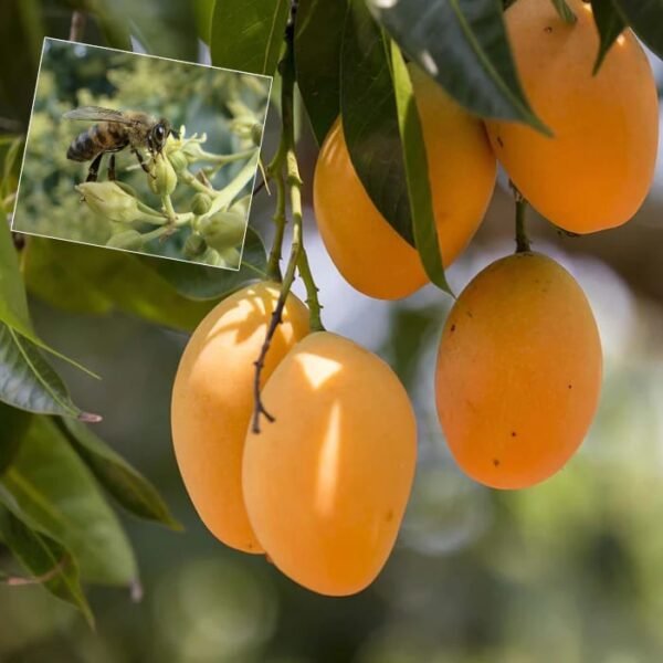 Honeydew Mango Sweet Bliss Aam Grafted Live Fruit Plant(Height 1.5-3 Feet) - Image 2
