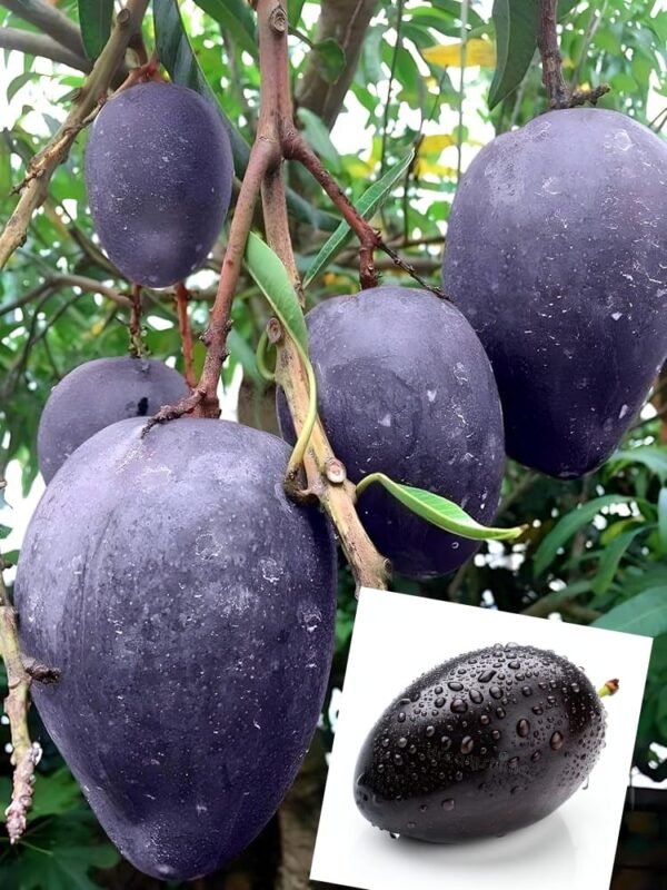 Black Stone Mango Aam Grafted Live Fruit Plant(Height 1.5-3 Feet)