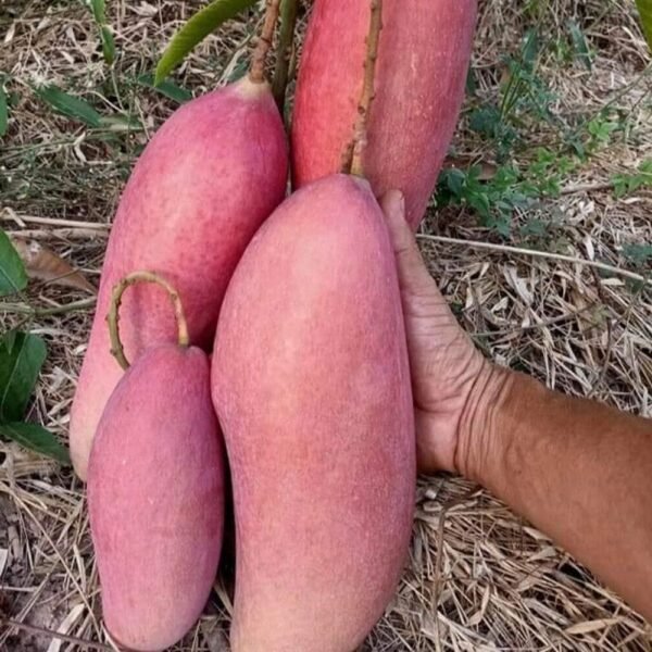 Red Ivory Mango Manila Super Aam Grafted Live Fruit Plant(Height 1.5-3Feet) - Image 3