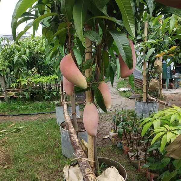 Red Ivory Mango Manila Super Aam Grafted Live Fruit Plant(Height 1.5-3Feet) - Image 4