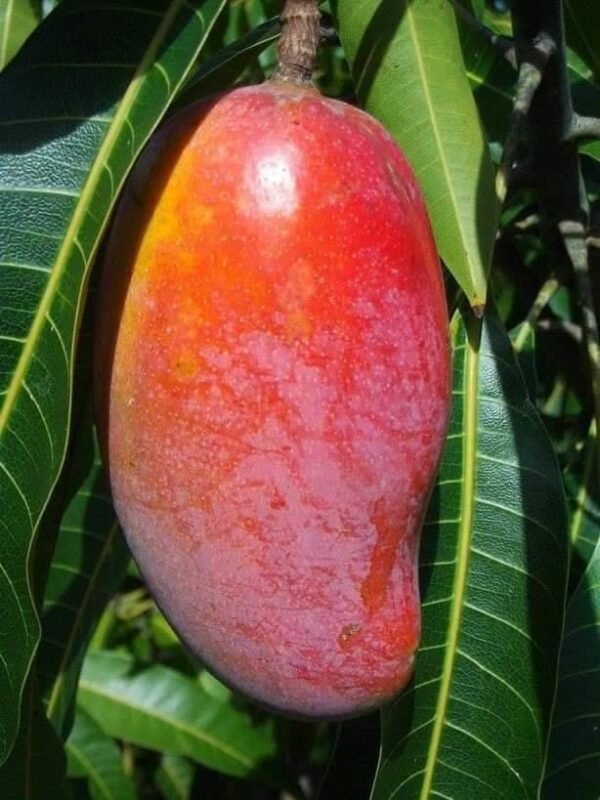 Red Ivory Mango Manila Super Aam Grafted Live Fruit Plant(Height 1.5-3Feet) - Image 2