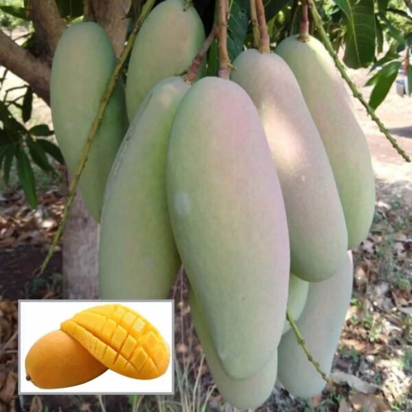 Three Test Mango Flavour Fusion Aam Grafted Live Fruit Plant(Height 1.5-3 Feet)