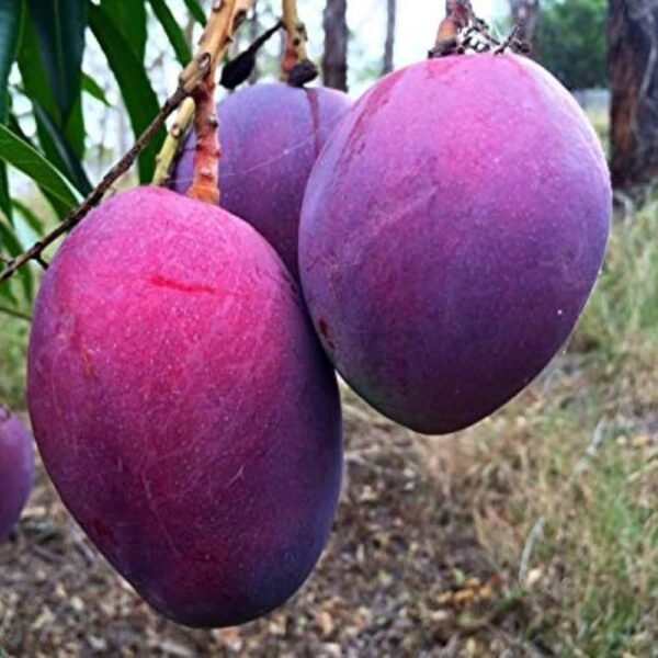 Si Muang Mango Aam Grafted Live Fruit Plant (Height 1.5-3 Feet) - Image 3