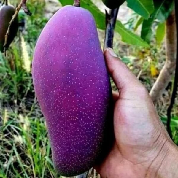 Si Muang Mango Aam Grafted Live Fruit Plant (Height 1.5-3 Feet)
