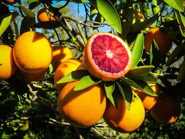 Blood Orange Santra Grafted Live Fruit Plant (Height 1.5 to 2 feet)