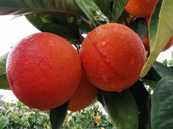 Blood Orange Santra Grafted Live Fruit Plant (Height 1.5 to 2 feet) - Image 5