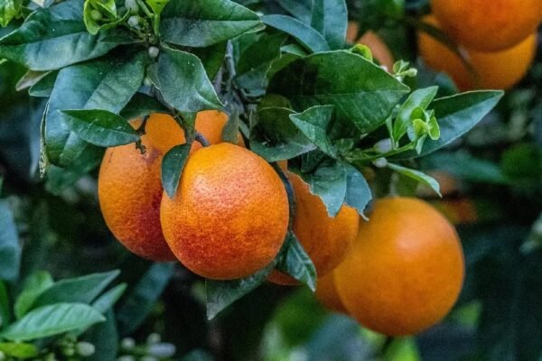 Blood Orange Santra Grafted Live Fruit Plant (Height 1.5 to 2 feet) - Image 3